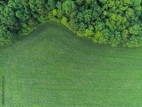 Ryegrass Field Next to Forest Top Down Aerial View photo
