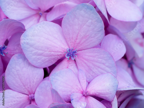 Close up Hydrengea flower. © noppharat