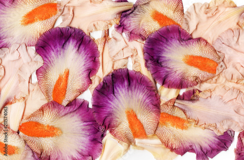 Fototapeta Naklejka Na Ścianę i Meble -  iris petals background