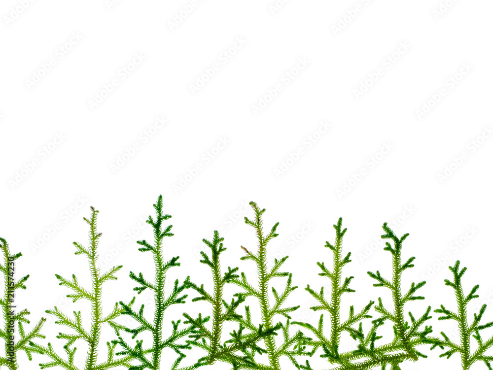 Creeping Club Moss Creeping Club Moss