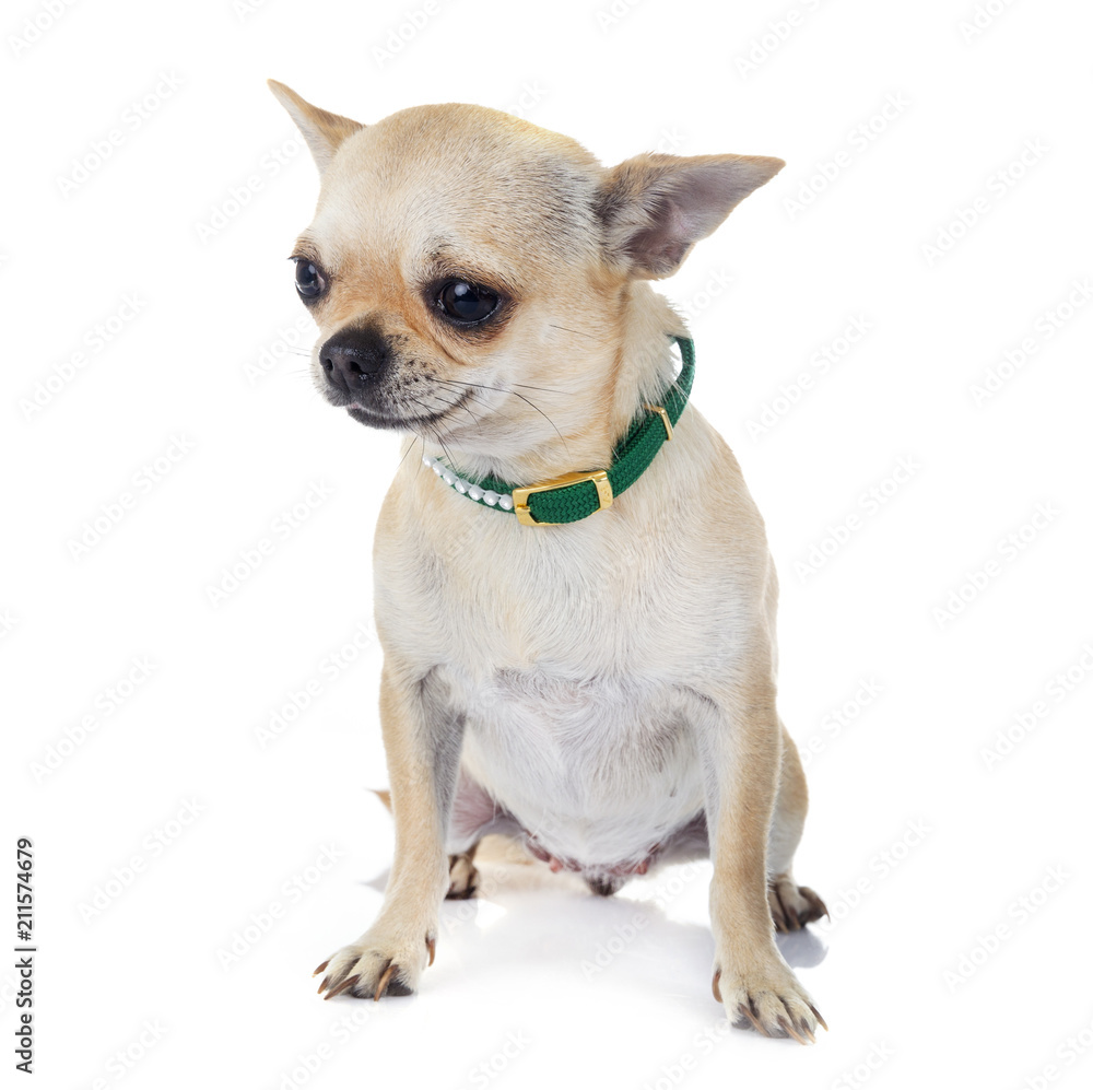 young chihuahua in studio young chihuahua in studio