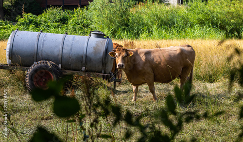 Milchkuh an einer Viehtränke auf der Weide