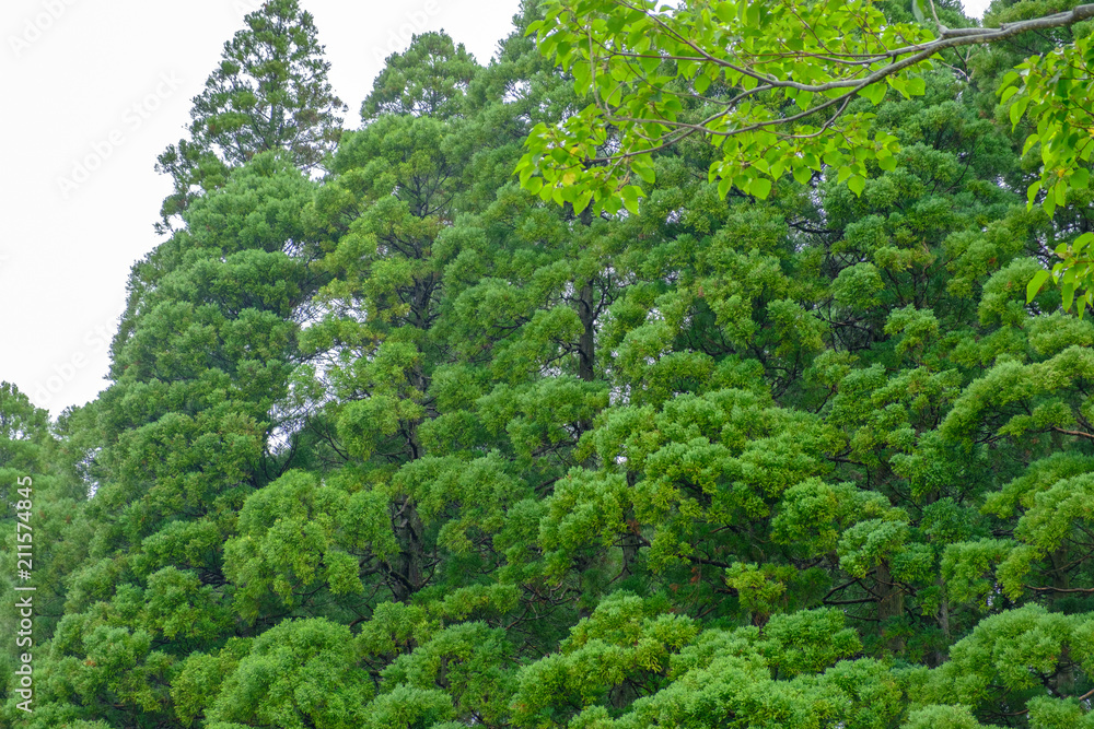 Obraz premium ふるさとの緑豊かな里山3