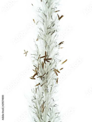 Close up Blady grass on white background