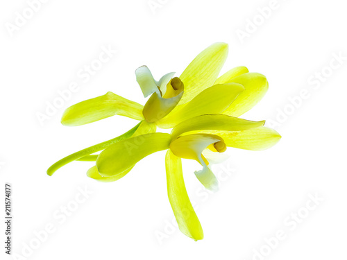 Yellow Cymbidium finlaysonianum flower. photo