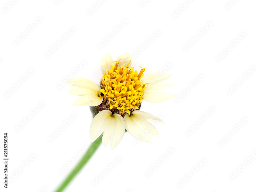 Mexican daisy flower. Mexican daisy flower.