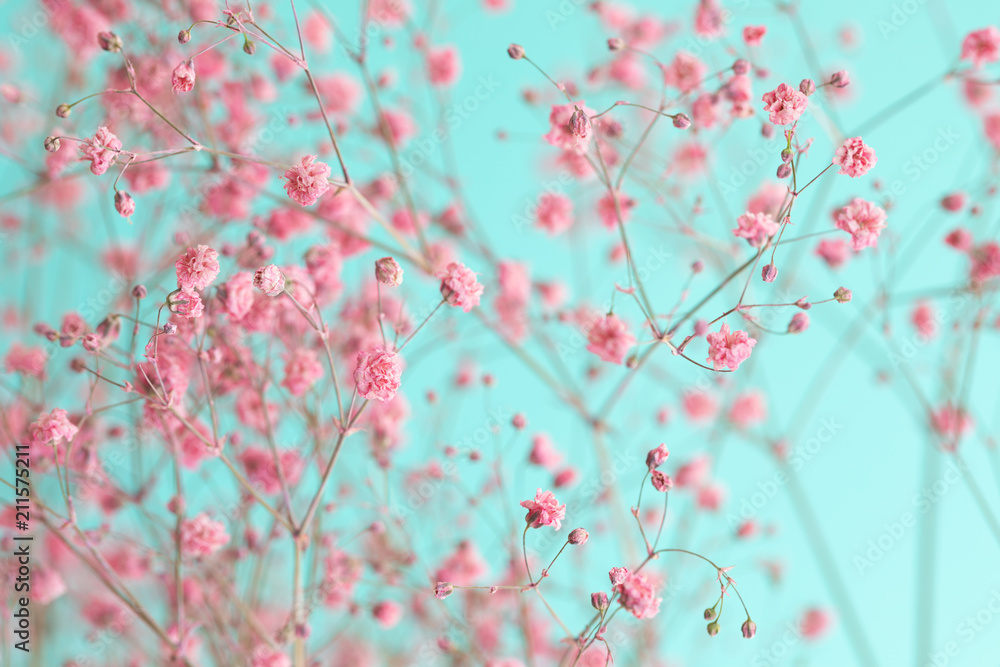 Obraz premium Dry pink baby's breath flowers against a teal background