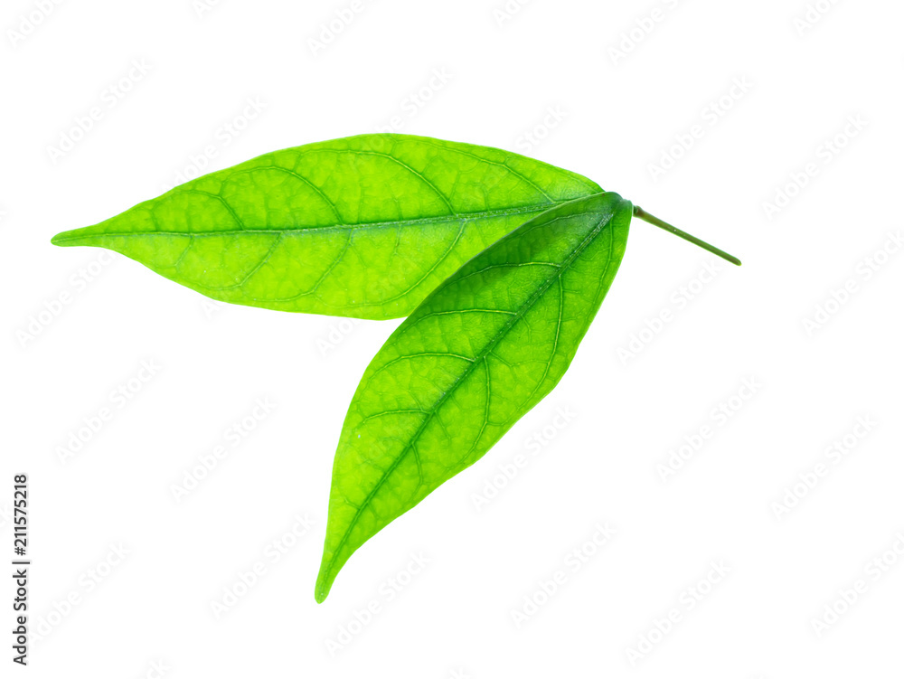 Wrightia religiosa Benth Wrightia religiosa Benth