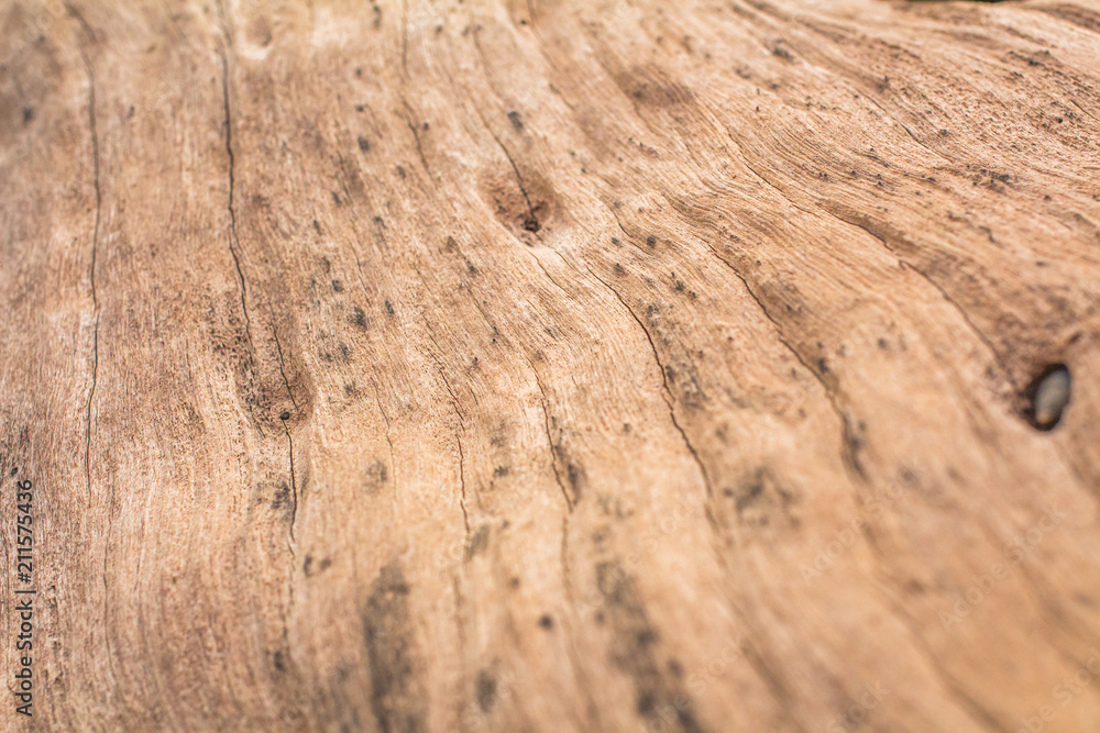 Wood textured background bark from phuket Thailand Wood textured background bark from phuket Thailand
