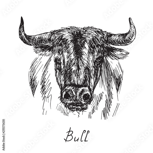 Black bull portrait, hand drawn ink doodle, sketch, vector black and white illustration