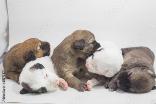 6 cute puppies are falling asleep white Thai Bang Kaew Dog
