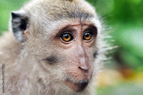 Portrait of a cute monkey  macaque  in the wild nature. Concept  Forest  Animal  zoo