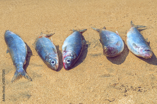 fish Baikal omul on the sand