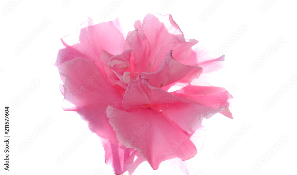 красивая нежная розовая роза на белом фоне        
