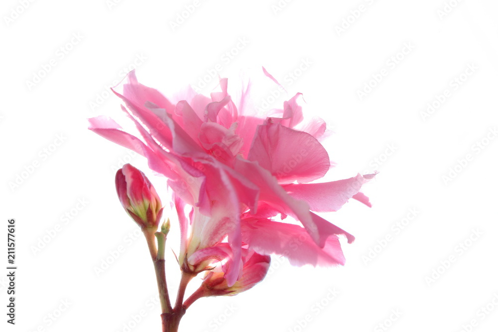 красивая нежная розовая роза на белом фоне        