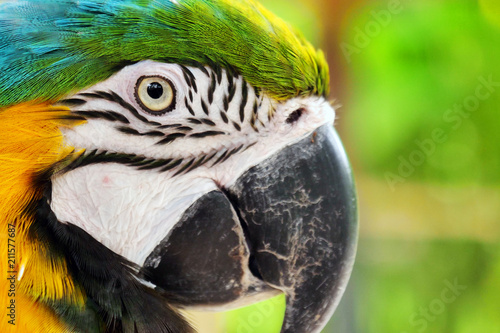 Close up of a parrot in a garden. Concept: Nature, animals, zoo
