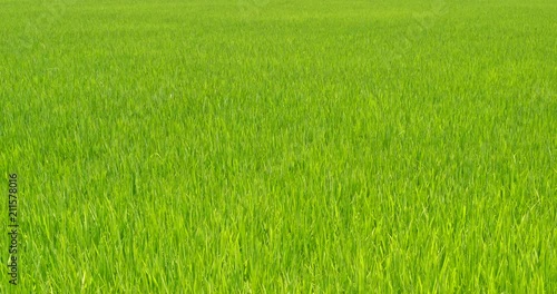 Wallpaper Mural Paddy rice field Torontodigital.ca