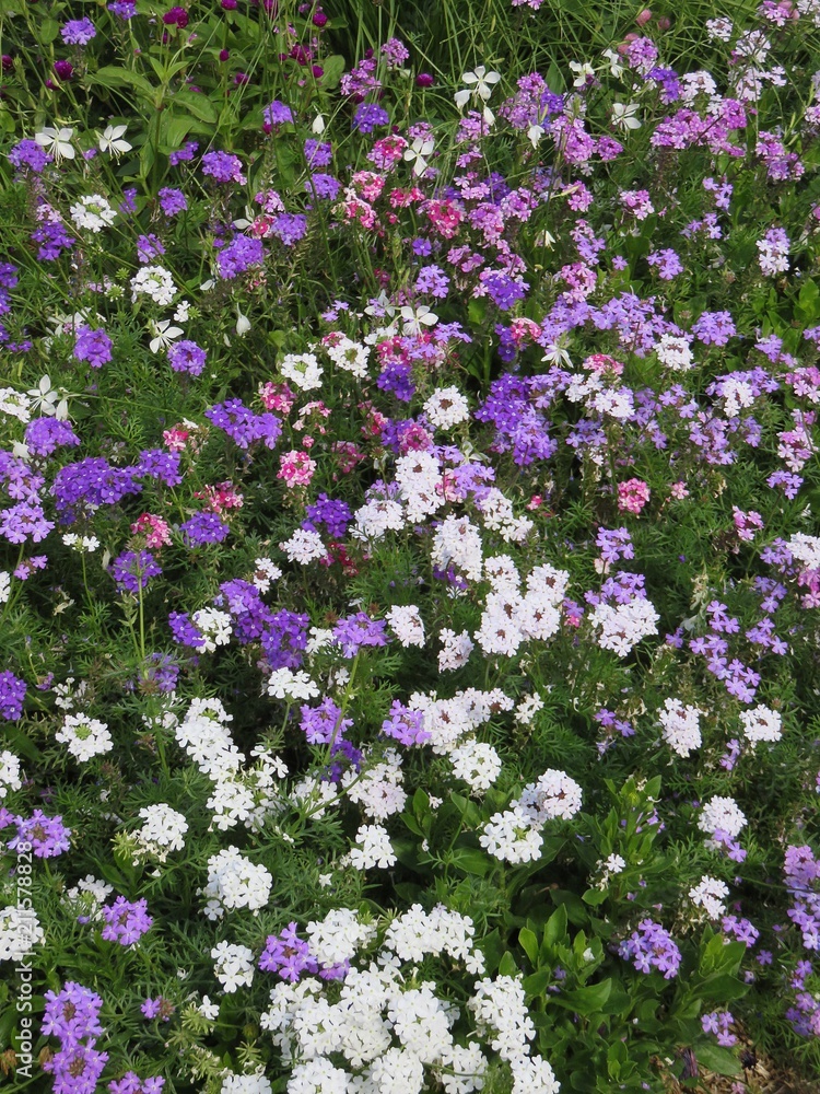 Naklejka premium Fleurs