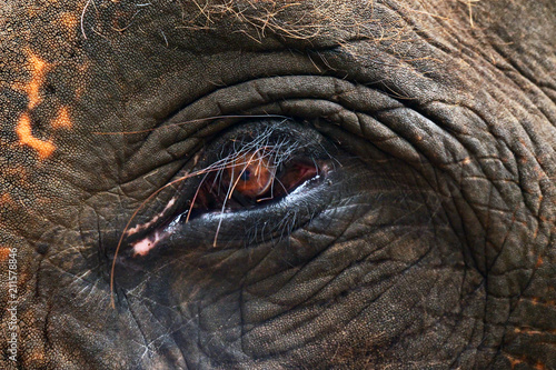 Sticker Close up of an elephant eye. Concept: Texture, animal, nature
