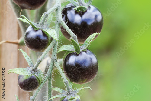 Black tomatoes on a branch in the garden. Indigo rose tomato photo