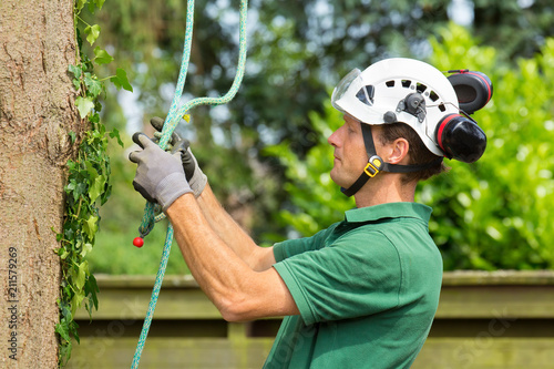 Dutch arborist checking climbing rope at tree