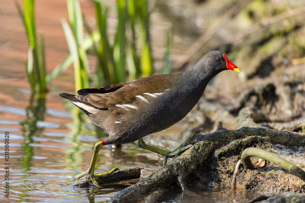 Common Moorhen (Gallinula chloropus) Common Moorhen (Gallinula chloropus)
