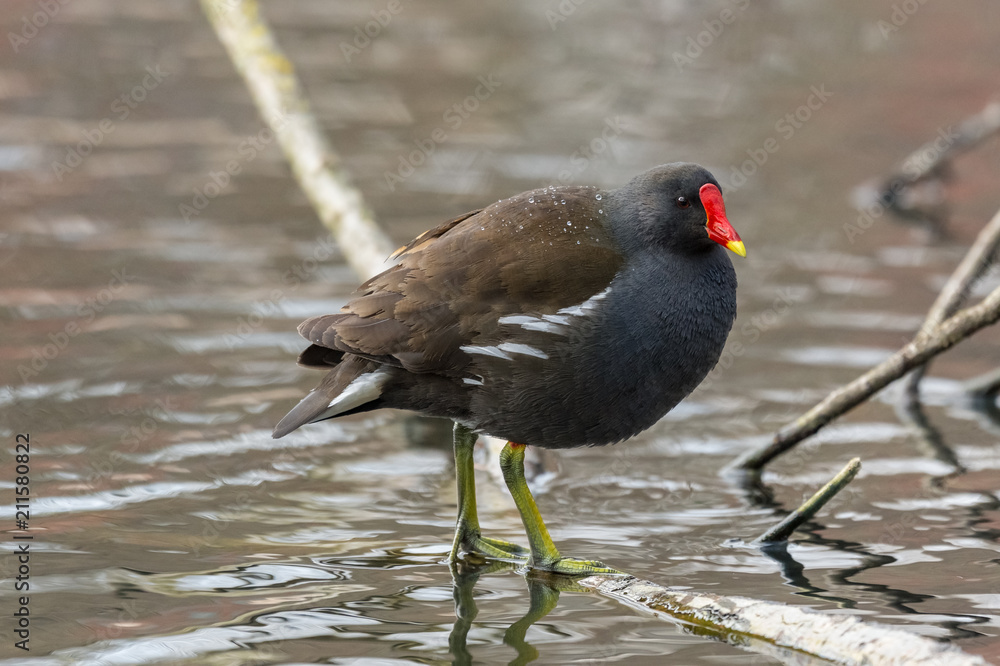 Common Moorhen (Gallinula chloropus) Common Moorhen (Gallinula chloropus)