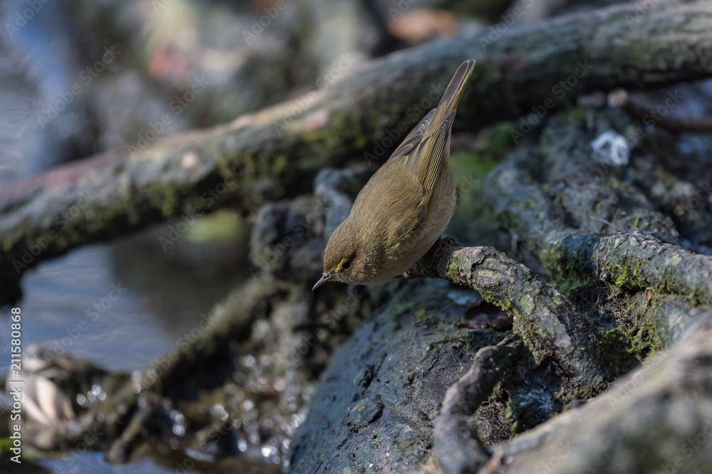 Common chiffchaff (Phylloscopus collybita)