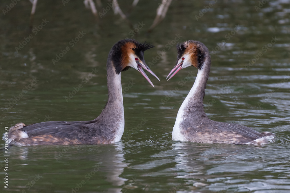 A couple of great crested grebe (Podiceps cristatus) A couple of great crested grebe (Podiceps cristatus)