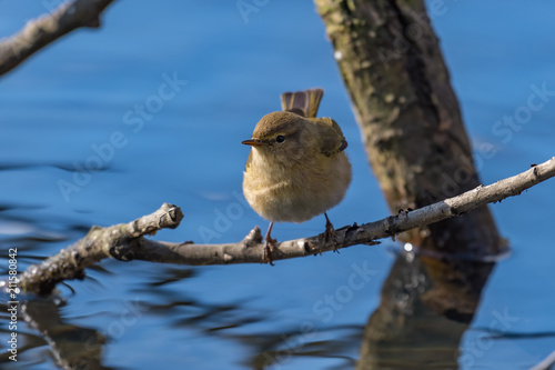 Common chiffchaff (Phylloscopus collybita) photo