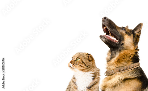 Fototapeta Naklejka Na Ścianę i Meble -  Portrait of a German Shepherd and a cat Scottish Fold looking up, isolated on a white background