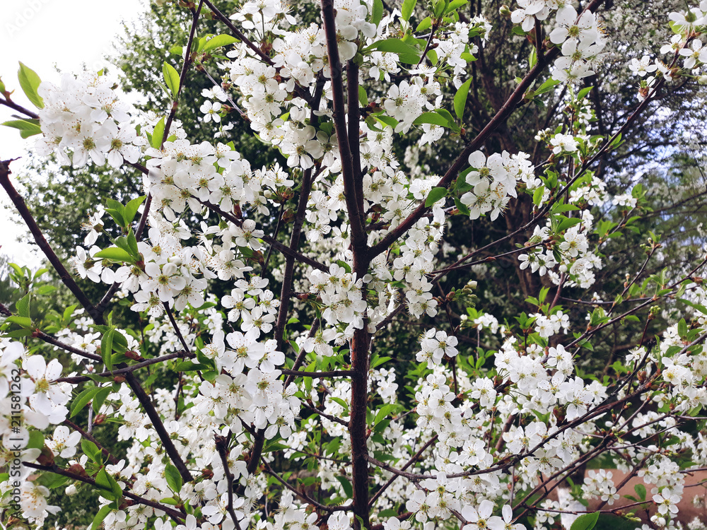 Blossoming tree in the old garden with wooden fence on the countryside Blossoming tree in the old garden with wooden fence on the countryside