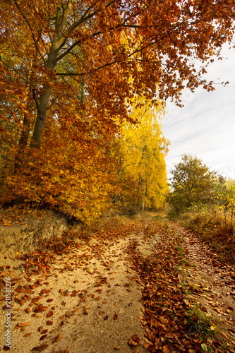 Road in a colorful  autumn park .Pomerania  Poland 