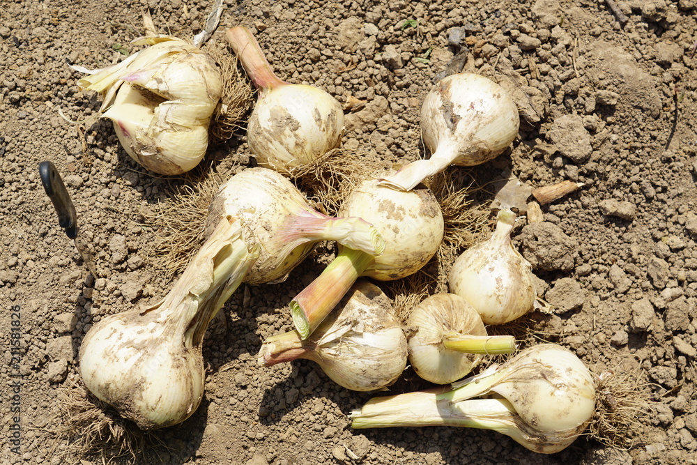 tubers of decorative garlic on the ground tubers of decorative garlic on the ground