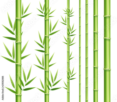 Realistic 3d Detailed Bamboo Japanese or Chinese Green Plant Decor Element Set. Vector