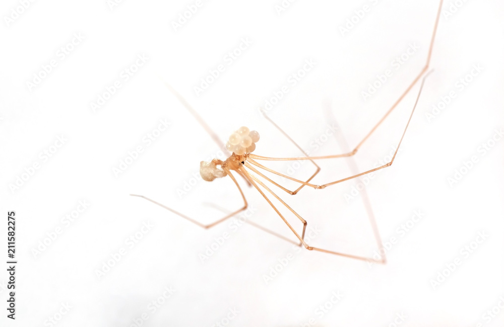 Macro Photo of Daddy Long-Legs Spider with Eggs Isolated on Background Macro Photo of Daddy Long-Legs Spider with Eggs Isolated on Background
