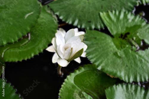 Any of various members of the Nymphaeaceae family that are tuberous plants  rooted in soil with leaves  and flowers floating on the water surface.