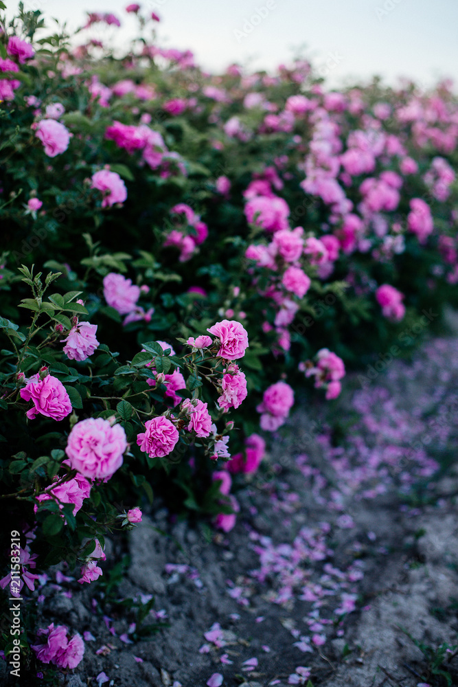 Tea Rose Field. Tea Rose Field.