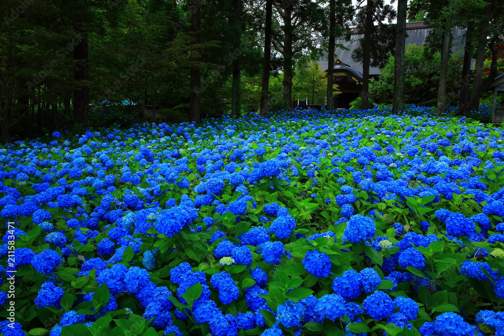 秋田県男鹿市 雲昌寺の紫陽花 Stock 写真 Adobe Stock