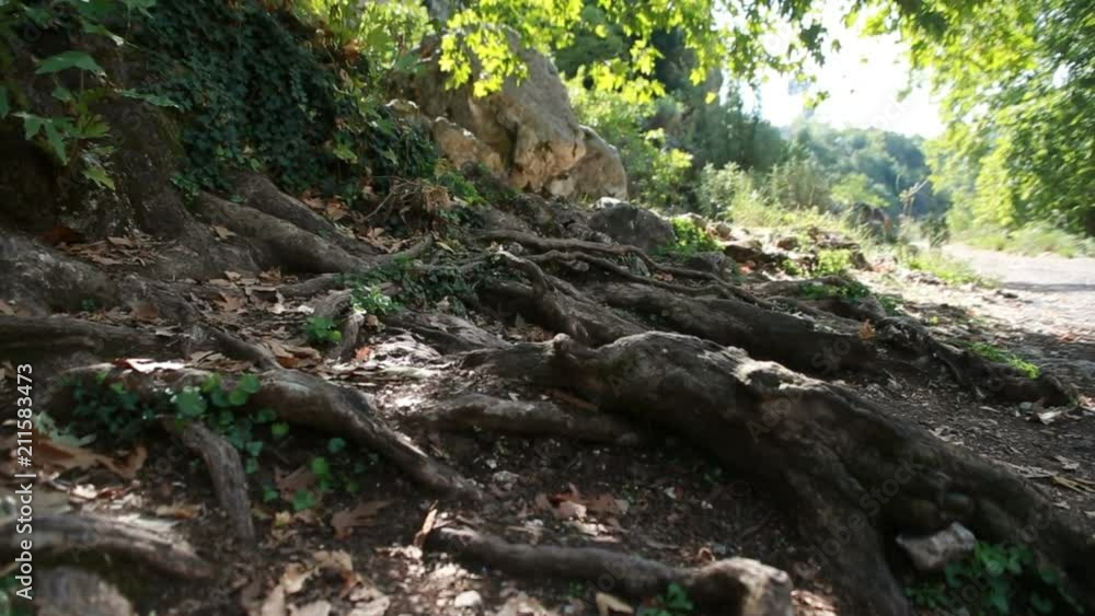 the roots of a tree outside the roots of a tree outside