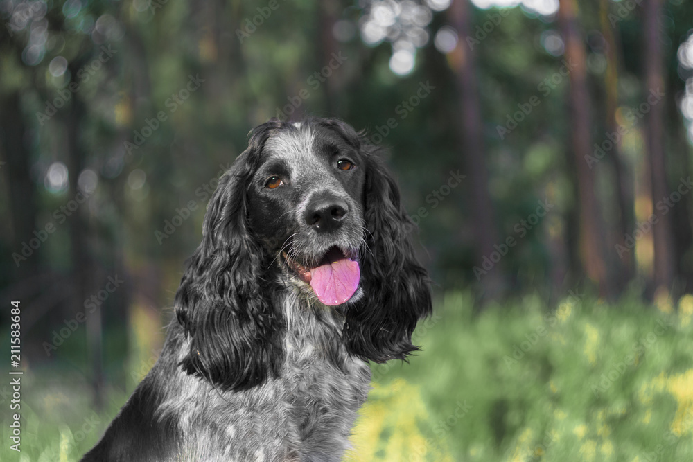 Portrait of dog russian spaniel breed