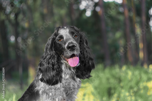 Portrait of dog russian spaniel breed