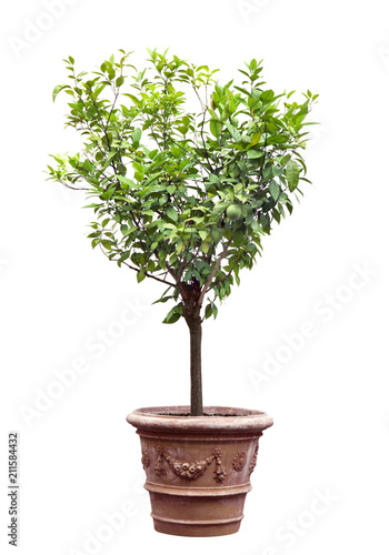 Tree in a pot isolated