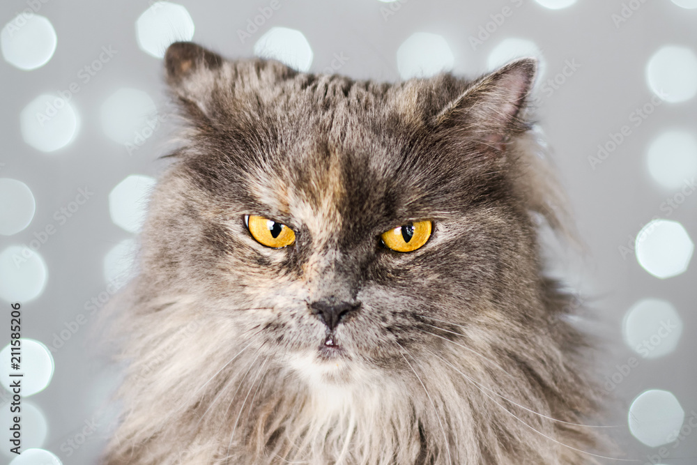 Funny gray British cat on a light background with bokeh
