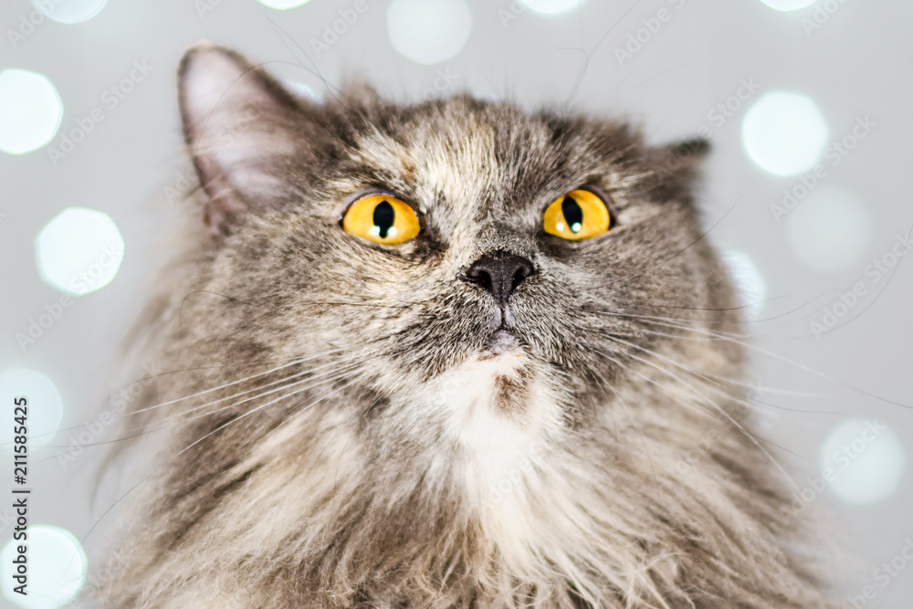 Funny gray British cat on a light background with bokeh Funny gray British cat on a light background with bokeh