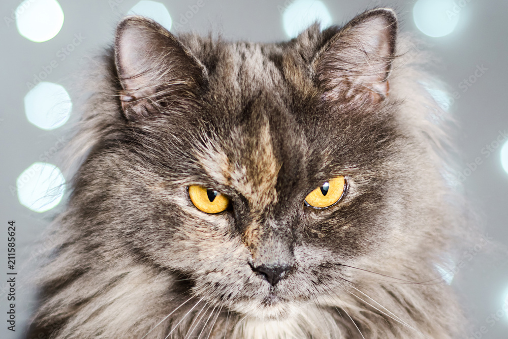 Funny gray British cat on a light background with bokeh