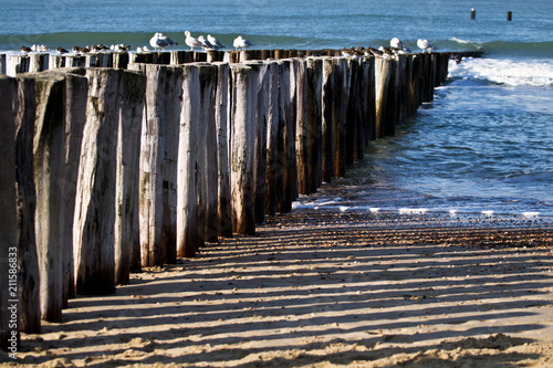 Buhnen, niederländische Nordseeküste photo