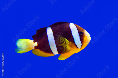 Clown fish Clark clown and aquarium on blue background photo