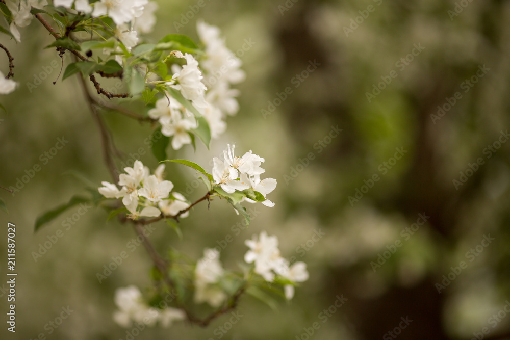 white Apple flowers in spring