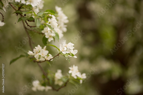 white Apple flowers in spring